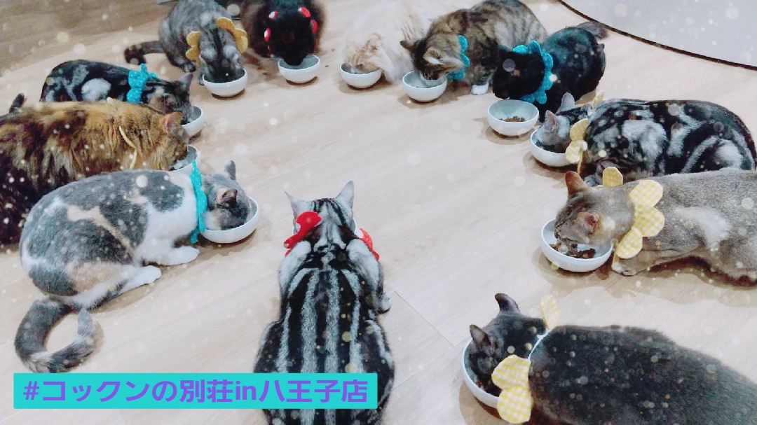 ねこカフェに癒される キリスト教福音宣教会 摂理 ー柴犬 夫 と暮らしてます